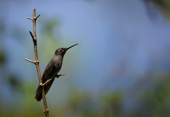 A hummingbird resting on blurred forest background. Naturalistic Zen Concept.