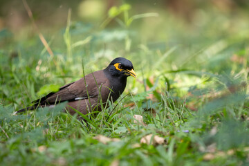 Common Myna - Acridotheres tristis, common perching bird from Asian gardens and woodlands, Nagarahole Tiger Reserve, India. - 756663976