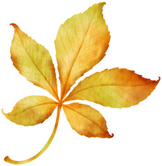 Dried autumn Leaf  watercolor style for Decorative Element