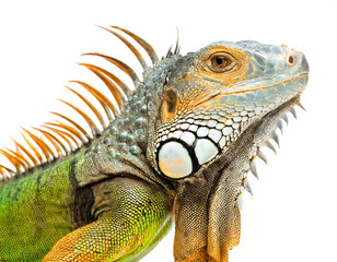 Obraz premium Leguan isoliert auf weißen Hintergrund, Freisteller 