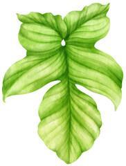 Philodendron Tropical Leaf  watercolor style for Decorative Element