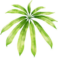 Tropical Leaf  watercolor style for Decorative Element