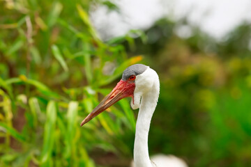 Fototapeta premium The wattled crane (Grus carunculata), species of crane of eastern and southern Africa