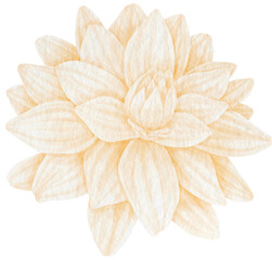 White dahlia flower watercolor style for Decorative Element