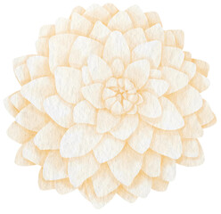 White dahlia flower watercolor style for Decorative Element