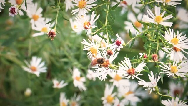 A Honey Bee pollinates beautiful delicate white flowers in a spring garden nature video 