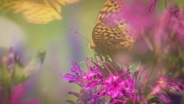 Swallowtail Butterfly sits beautifully on a magenta bee balm flower in a macro summer garden nature video