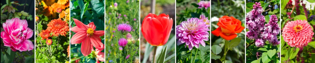 Foto op Plexiglas Collage of photos of garden flowers. Wide photo. © alinamd