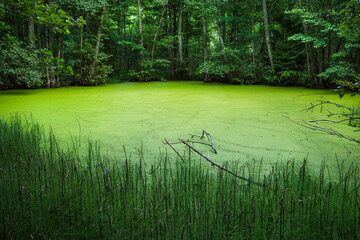 lake in the forest with green color