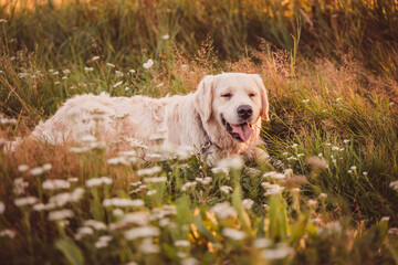 golden retriever resting lying in the grass in a field looking ahead