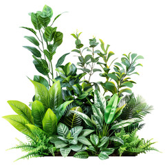 a realistic oak tree with a white background, PNG cutout on transparent