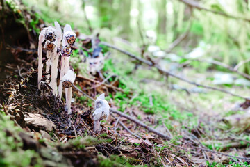 Ghost plants growing on forest forest ground. Unusual waxy white non-photosynthetic forest flower. Known as Ghost Pipe, Indian pipe, Corpse Plant, Ice Plant, Monotropa uniflora. Selective focus.