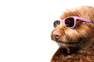 Cute dog with sunglasses. Relaxed fluffy puppy dog wearing pink glasses looking cool or smart. Protective eyewear for pets. Female Labradoodle, orange or brown. Selective focus. White background.