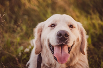 close-up portrait of a golden retriever with his tongue hanging out