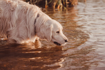 golden retriever leaning towards the river water