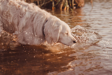 golden retriever drinks water from the river and squints