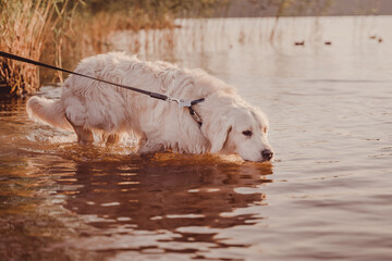 golden retriever drinks water from the river