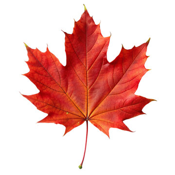 Autumn maple leaf isolated on transparent background.