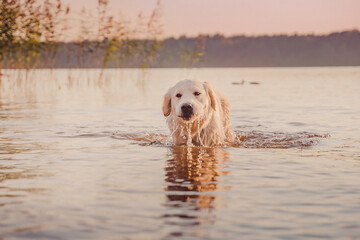 golden retriever stands in the river at sunset with streams of water dripping from its muzzle
