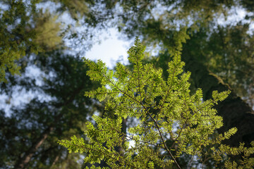 Underside of Western hemlock tree with defocused foliage. Looking up at tree crowns  Flat sprays of green needles. Coastal forest background. West coast of Canada and United States. Selective focus.