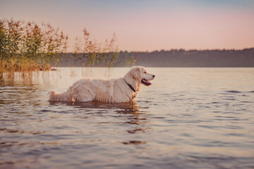 golden retriever in chest-deep water at sunset looking at the other shore