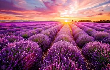 Sierkussen Beautiful lavender field at sunset with a colorful sky, in the United Kingdom, purple flowers in rows, summer landscape. © artfisss