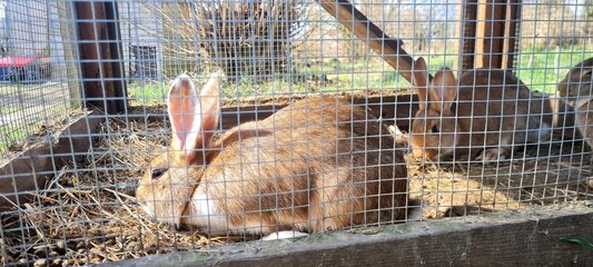 Kaninchenzucht  © Waler