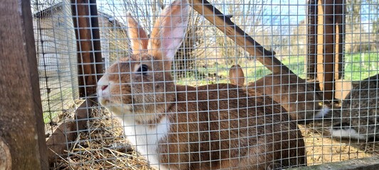 Kaninchenzucht  © Waler