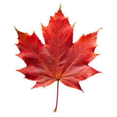 Autumn maple leaf isolated on transparent background.