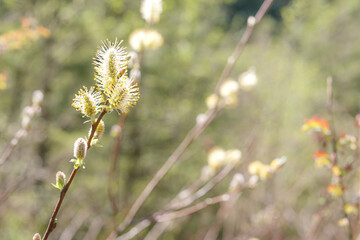 Blooming pussy willow with defocused background. Abstract spring texture. Fuzzy flowers on branch. Shrub grows in wetlands, moist forests and in spring gardens. Male catkins. Selective focus.