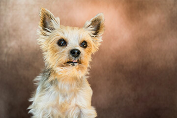 Hund / Yorkshire Terrier