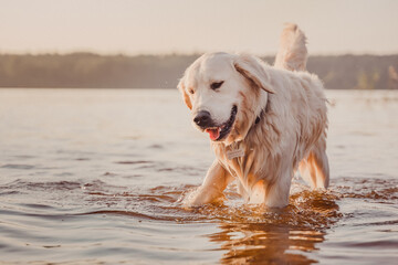 wet golden retriever plays in the river water at sunset