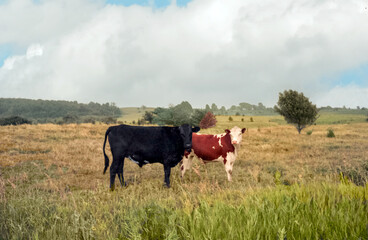Cattle In A Wisconsin Farm Pasture In Summer