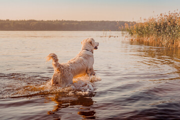 golden retriever jumps in the water of the river at sunset
