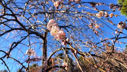 梅