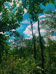 forest in the morning