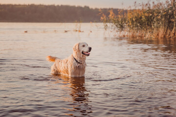 a wet golden retriever stands in the river water at sunset looking at the shore