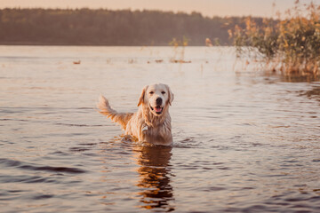 a wet golden retriever stands against the background of a river at sunset and wags its tail