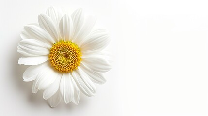 Obraz premium Common daisy blossom isolated on transparent background