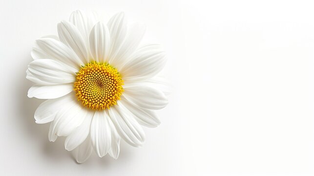 Common daisy blossom isolated on transparent background