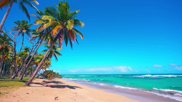 Beautiful coconut trees on a wild Cuban palm beach over the turquoise sea and white big waves. Tropical island in the Atlantic Ocean. Summer travel concept background. Copy space. Nobody.