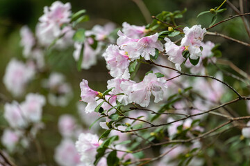A bunch of pink flowers are on a tree branch