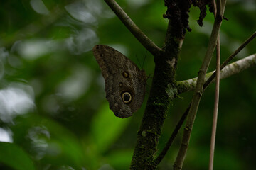 Resting Butterfly