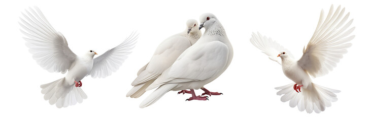 Collection of doves isolated on transparent or white background