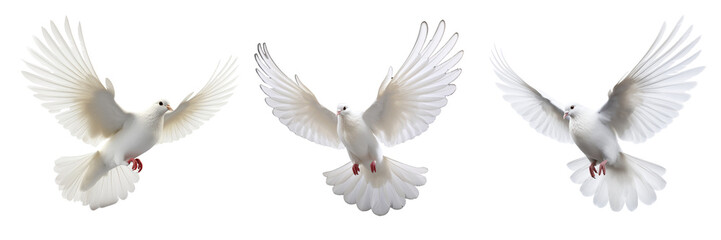 Collection of doves isolated on transparent or white background