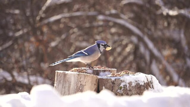 Blue Jays and Dark-Eyed Junco Birds eat together in a winter nature video with snow 