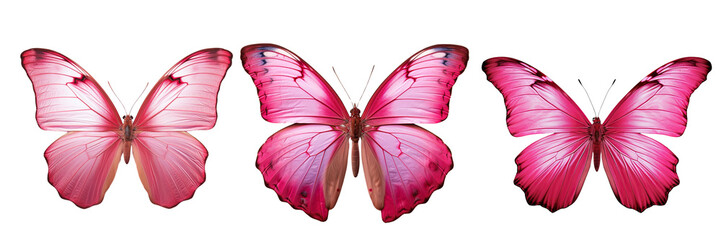 Collection of beautiful pink tropical Morpho butterflys isolated on transparent or white