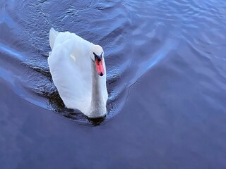 White swan on the lake.