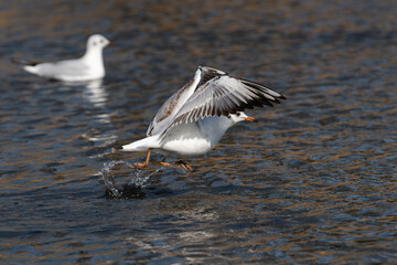 A young black-headed gull (Larus ridibundus) takes off the water. - 756680318