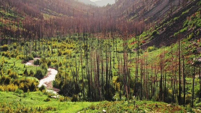 Roaring Lion Canyon Wildfire Burn Area in Bitterroot Mountains, Montana